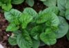“Two Groups Who Should Steer Clear of Malabar Spinach: A Word of Warning”