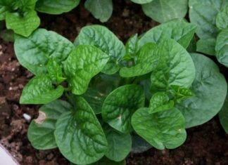 “Two Groups Who Should Steer Clear of Malabar Spinach: A Word of Warning”