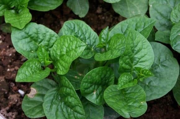“Two Groups Who Should Steer Clear of Malabar Spinach: A Word of Warning”