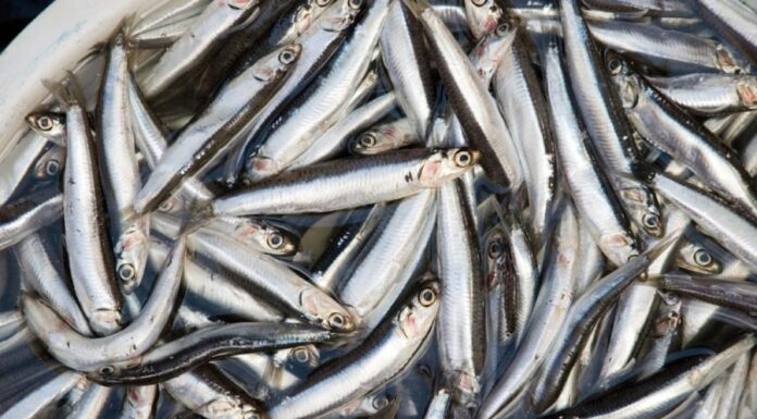 “5 Types of Fish You Should Always Buy at the Market: Wild-caught fish with sweet flesh, minimal bones, and exceptional health benefits.”