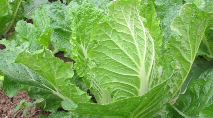 6 Scientifically Proven Anti-Cancer Superfoods