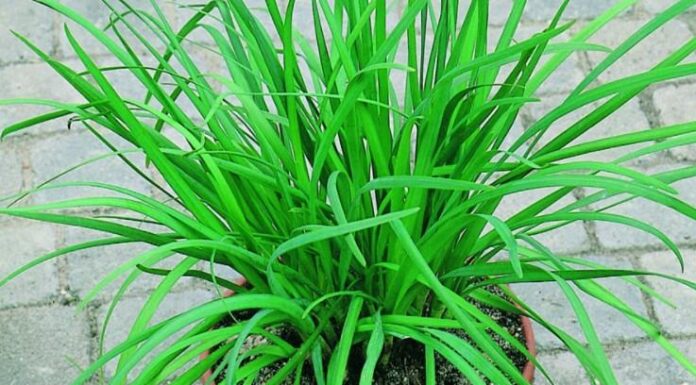 5 Vegetables You Can Plant Once and Harvest All Year: Low-Maintenance, Ever-Thriving Crops for Your Garden