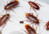 The Ultimate Guide to Getting Rid of Cockroaches in Your Apartment