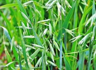 The Ultimate Weed: From Worthless to Priceless Delicacy, This Rare Find Fetching $2000 Per Pound Has Foragers Going Wild.