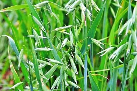 The Ultimate Weed: From Worthless to Priceless Delicacy, This Rare Find Fetching $2000 Per Pound Has Foragers Going Wild.