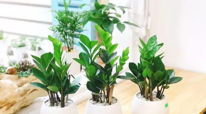 3 Tips to Grow Money Trees that are Always Lush and Blooming, Just in Time to Welcome Prosperity to Your Home