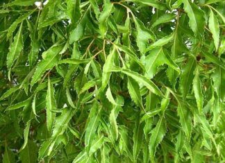 The Wonder Tree: ‘Poor Man’s Ginseng’, Nature’s Gift to New Mothers