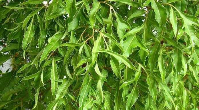 The Wonder Tree: ‘Poor Man’s Ginseng’, Nature’s Gift to New Mothers