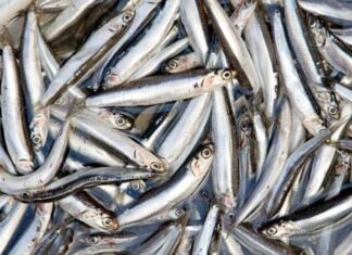 The Humble Fish: A Calcium-Rich Delicacy That’s Both Affordable and Delicious