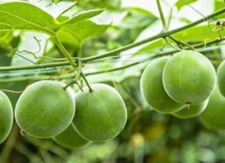 The Miraculous Fruit: A Tasty Treat with a Triple-Digit Twist.