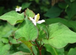 5 Super Veggies to Detox Your Liver: Affordable and Accessible, Yet Under-the-Radar!