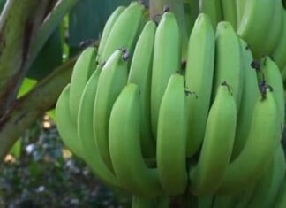 The Surprising Benefits of Boiled Green Bananas: Who Should Eat Them Regularly for Better Health?