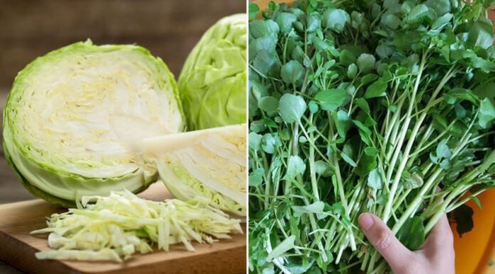 7 Types of Cruciferous Vegetables: Natural Antibiotics and Cancer-Fighting Superheroes