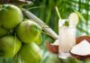 Is Drinking Coconut Water Daily Good for You? Uncover 9 Health Benefits.