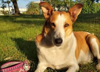 The Unexpected “Star” Pupil: Meet Brazil’s Honorary Vice Principal with Over 21K Instagram Followers