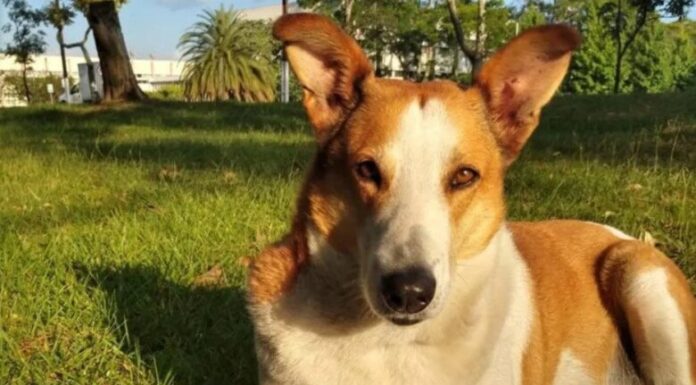 The Unexpected “Star” Pupil: Meet Brazil’s Honorary Vice Principal with Over 21K Instagram Followers