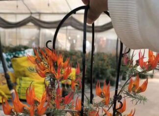 The Magic of Blooming Houseplants: Elevate Your Space with Vibrant, Fortune-Inviting Flora