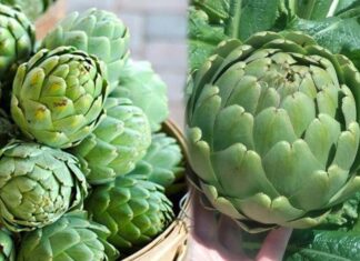 The World’s Fiber-Richest Vegetable, Recognized by the US: Abundant in Vietnam, Yet Underappreciated.