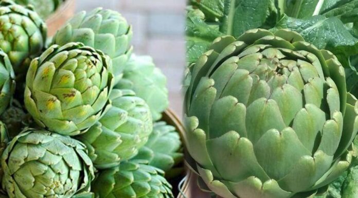 The World’s Fiber-Richest Vegetable, Recognized by the US: Abundant in Vietnam, Yet Underappreciated.