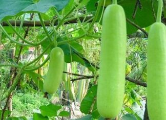 10 Types of Vegetables That Are Often Chemical and Pesticide-Free: A Safe and Healthy Choice for Your Next Grocery Run