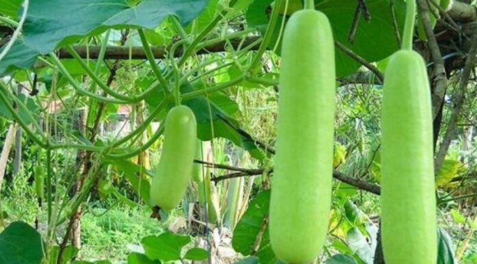 10 Types of Vegetables That Are Often Chemical and Pesticide-Free: A Safe and Healthy Choice for Your Next Grocery Run