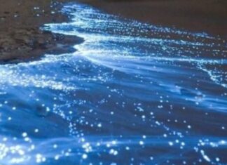 The Magical Glow of Ha Long Bay After Dark, an Otherworldly Phenomenon that Has Netizens Buzzing.