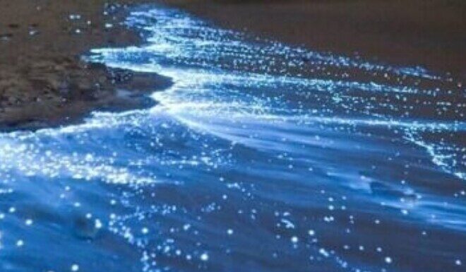 The Magical Glow of Ha Long Bay After Dark, an Otherworldly Phenomenon that Has Netizens Buzzing.