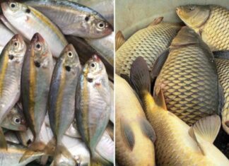 Which is More Nutritious: Sea or Freshwater Fish?