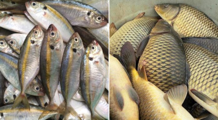 Which is More Nutritious: Sea or Freshwater Fish?