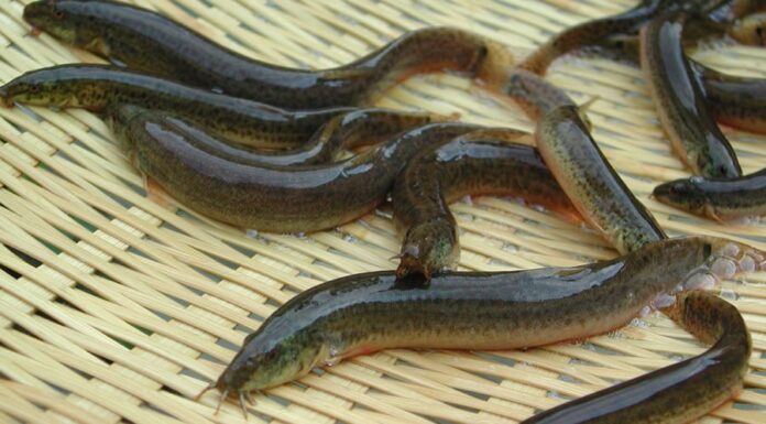 The Ultimate Superfood: A Fish Worth its Weight in Gold