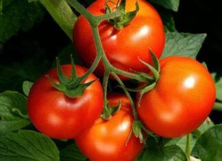 “Those Who Should Avoid Eating Tomatoes”