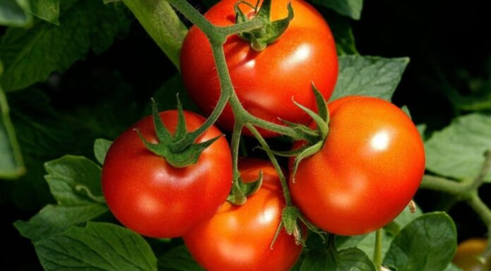 “Those Who Should Avoid Eating Tomatoes”