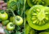Why You Should Steer Clear of Green Tomatoes