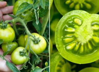 Why You Should Steer Clear of Green Tomatoes