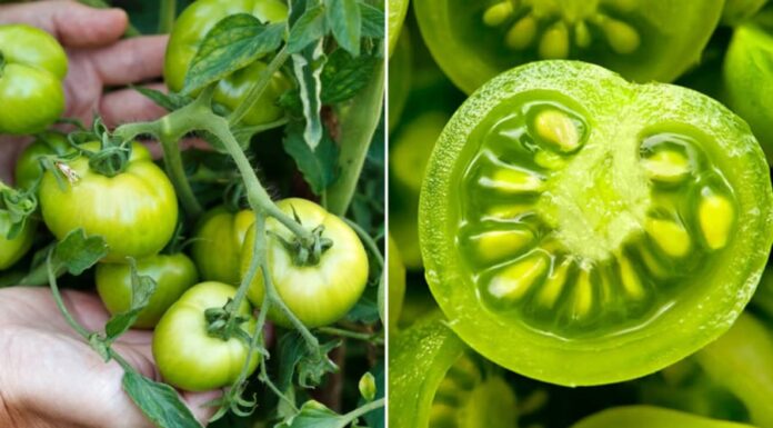 Why You Should Steer Clear of Green Tomatoes