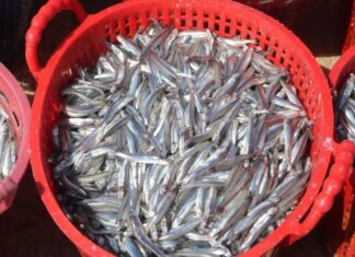 The Ultimate Omega-3 Powerhouse: Forget Salmon, This Unassuming Fish Takes the Top Spot