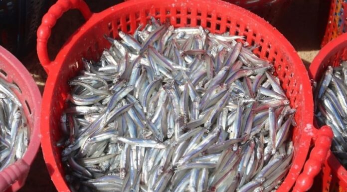 The Ultimate Omega-3 Powerhouse: Forget Salmon, This Unassuming Fish Takes the Top Spot