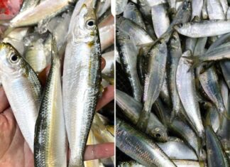 The Ultimate Catch: Vietnam’s Natural Omega-3 Rich Fish, a Cheaper Alternative to Salmon