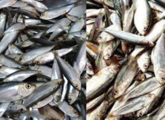 The Ultimate Superfood: A Vietnamese Market Find
A hidden gem in the Vietnamese markets: a fish that boasts higher calcium content than milk and abundant omega-3 levels rivaling that of salmon, all at an incredibly affordable price.