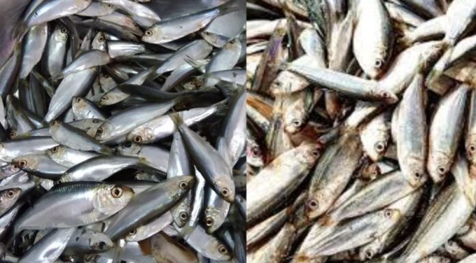 The Ultimate Superfood: A Vietnamese Market Find
A hidden gem in the Vietnamese markets: a fish that boasts higher calcium content than milk and abundant omega-3 levels rivaling that of salmon, all at an incredibly affordable price.