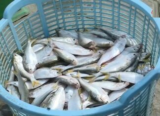 “A Mighty Little Fish: Tender, Rich in Flavor and 3 Times More Calcium Than Milk – Delicious Fried or Braised.”