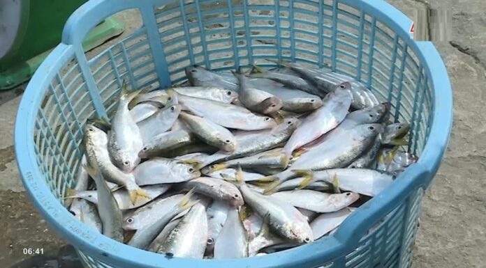 “A Mighty Little Fish: Tender, Rich in Flavor and 3 Times More Calcium Than Milk – Delicious Fried or Braised.”