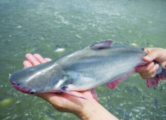 “Avoid Cheap Fish: Why You Should Steer Clear of Mercury-Filled Fish”