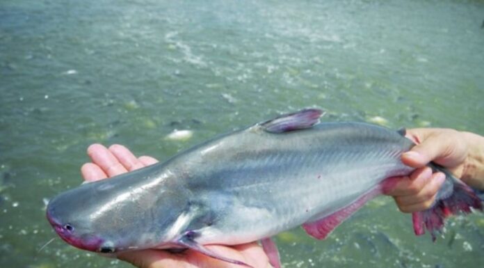 “Avoid Cheap Fish: Why You Should Steer Clear of Mercury-Filled Fish”