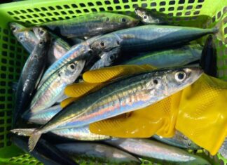 6 Delicious Fish with Lean Meat and High Nutritional Value: A Shopper’s Guide to Indulgence.