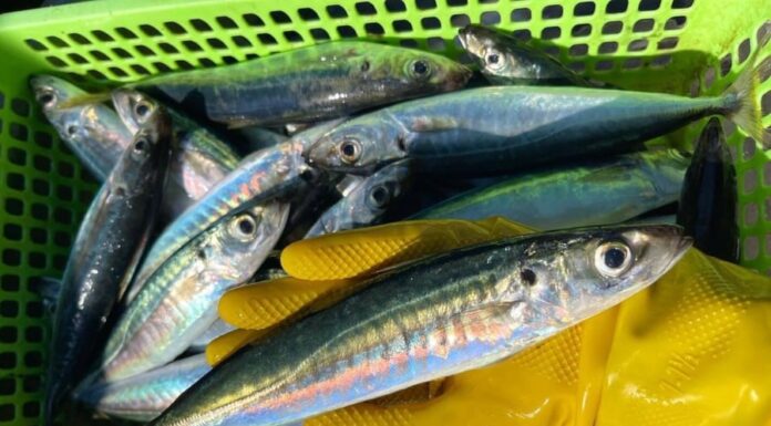 6 Delicious Fish with Lean Meat and High Nutritional Value: A Shopper’s Guide to Indulgence.