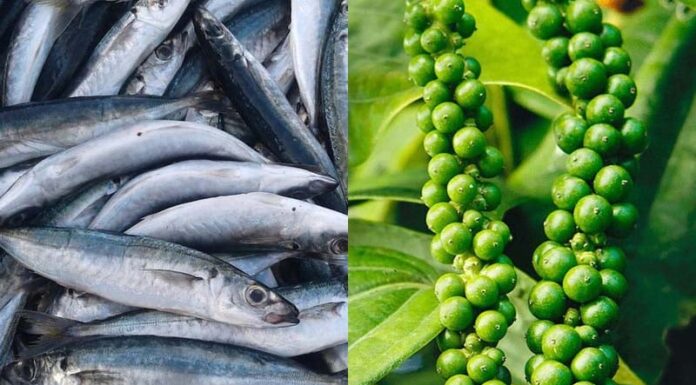 “A Delicious and Tangy Take on Braised Mackerel with Pepper”