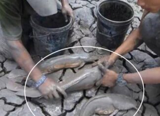 The Only Fish That Sleeps for 5 Years and Stays Chubby, Thriving Without Water