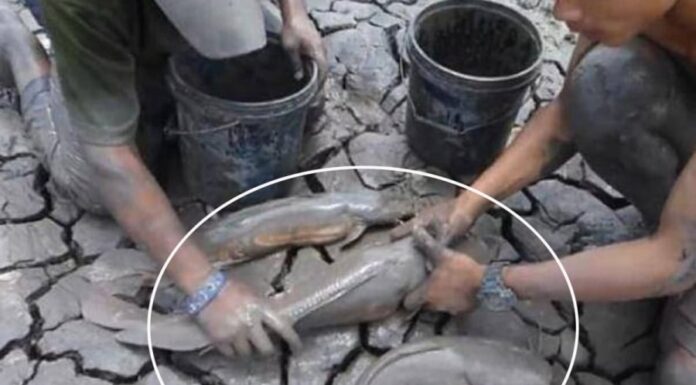 The Only Fish That Sleeps for 5 Years and Stays Chubby, Thriving Without Water