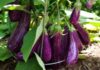 What Are the Benefits of Eating Eggplant? 3 Nutritious and Easy Recipes Featuring Eggplant.